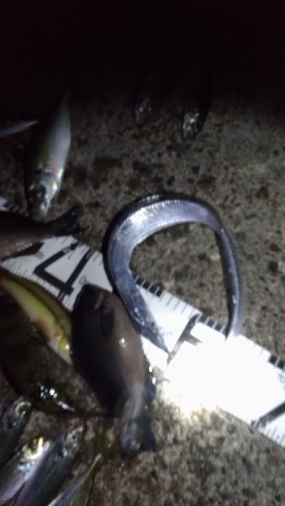 11/22釣果尺アジ小アジめちゃくちゃ釣れました!