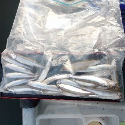 気温暑く釣果寒い