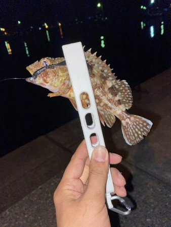 1週間ぶりの浜田市へ、アジング