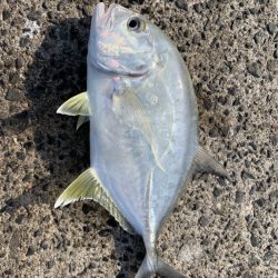 アジングでまさかの…