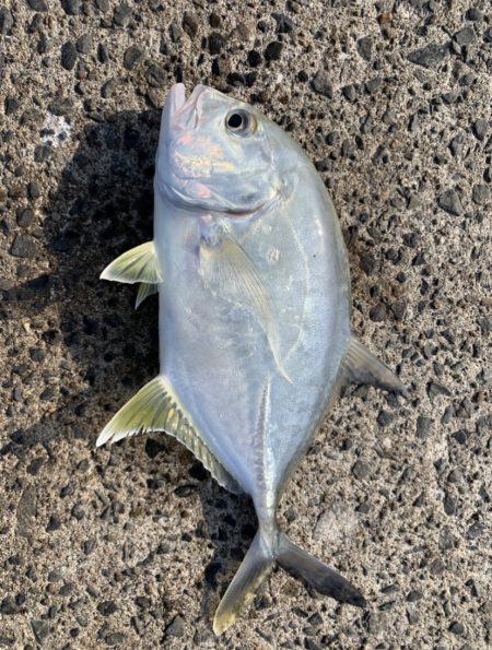 アジングでまさかの…