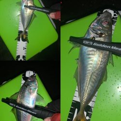 アジングからの〜ショアジギ