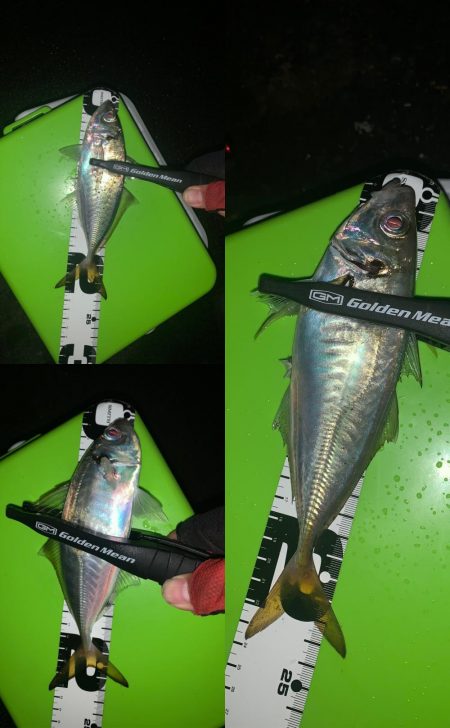 アジングからの〜ショアジギ