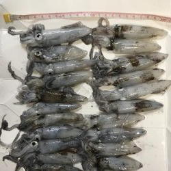 ライトエギング