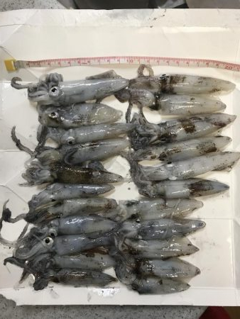 ライトエギング