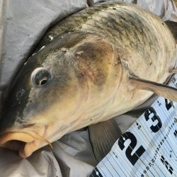 ついに来た！猪名のメーター鯉