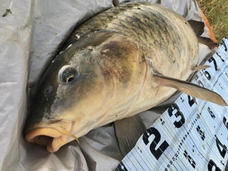 ついに来た！猪名のメーター鯉