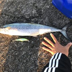 メジロ・サゴシゲット