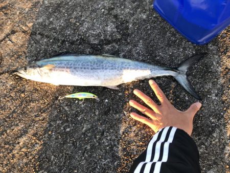 メジロ・サゴシゲット