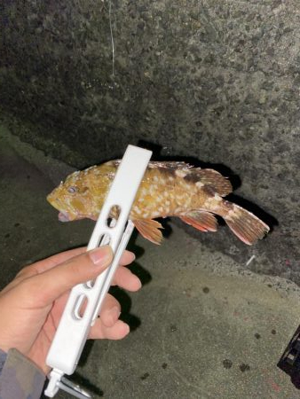 アジの釣果情報を元に瀬戸内海にて