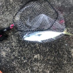 青物まだいるな〜