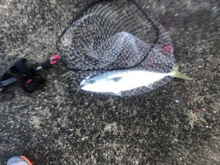 青物まだいるな〜