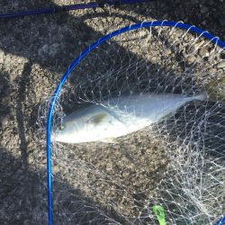 メジロハマチサゴシ