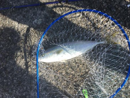 メジロハマチサゴシ