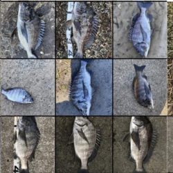 イチノ兄弟、釣果！