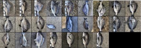 イチノ兄弟、釣果！