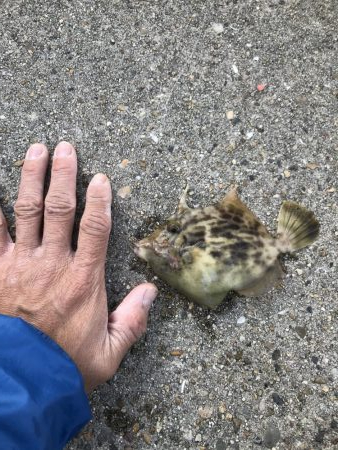 おせんしかいない