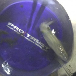 ヒイカ調査３ &アジング