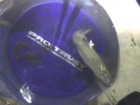 ヒイカ調査３ &アジング