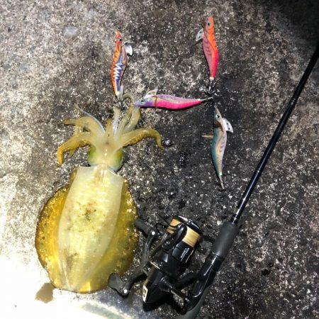 2020 佐渡ヶ島エギング 41回目