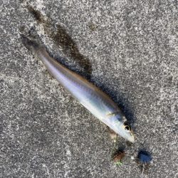 マイクロテンヤ五目