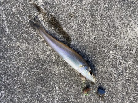 マイクロテンヤ五目