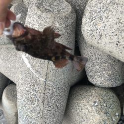 今シーズン初メバリング