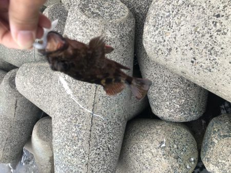 今シーズン初メバリング