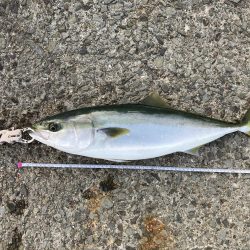 大阪湾いい感じ!