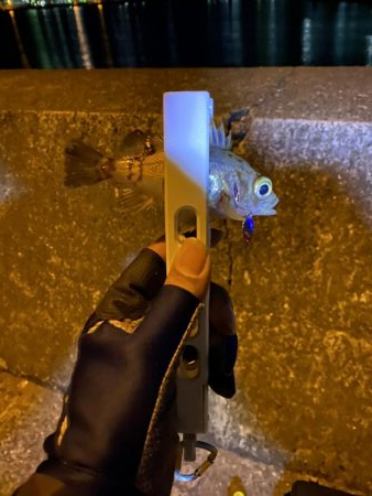 倉橋でアジング