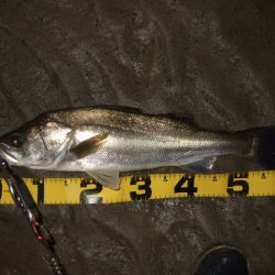 久々に河川シーバスで連発