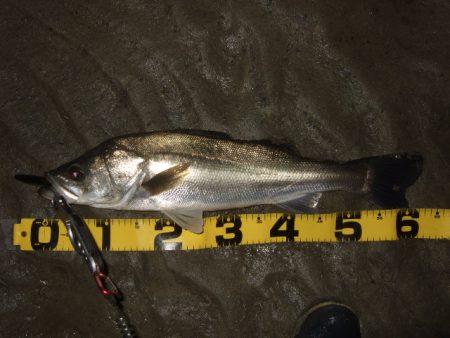 久々に河川シーバスで連発