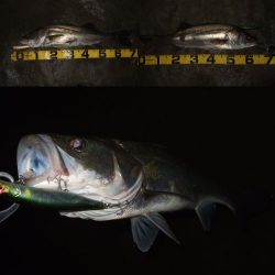 パターンを掴んで連発