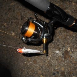 テトラ際のシーバス。