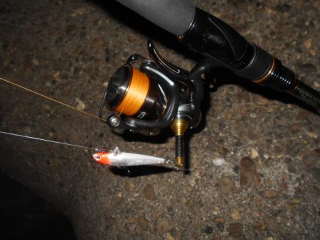 テトラ際のシーバス。