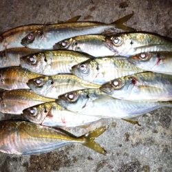 少しだけアジング