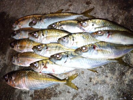 少しだけアジング