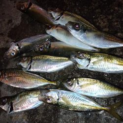 久々のアジング