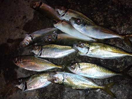 久々のアジング