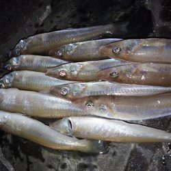 ライトキャロちょい投げ