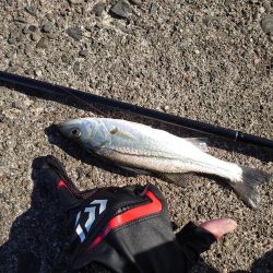 鈴鹿サーフと津の堤防にて