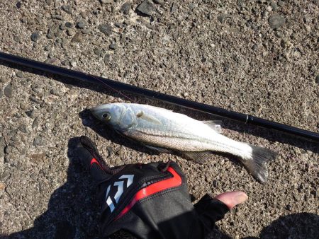 鈴鹿サーフと津の堤防にて