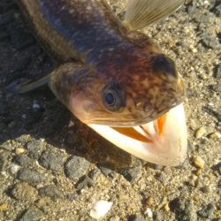 ハマチ釣れたけど…