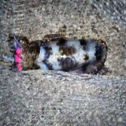 アオリ&コウイカ