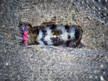 アオリ&コウイカ