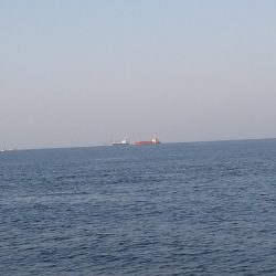 メジロ、ツバス