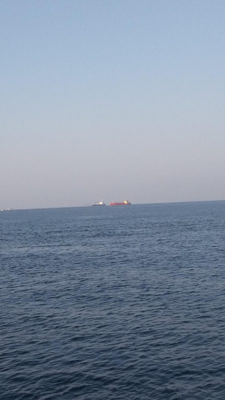 メジロ、ツバス