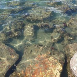 江井ヶ島・穴釣りで良型!