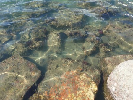 江井ヶ島・穴釣りで良型!