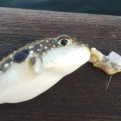 ガシラ20  フグ1